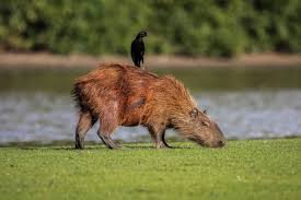 Well, some facts about cabybaras reveal that they happen to be highly intelligent and social animals that live in groups. Capybara Facts