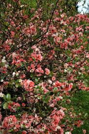 Maybe you would like to learn more about one of these? 26 Great Flowering Trees For Michigan Gardens Progardentips