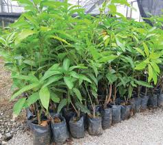 Sebanyak 25,000 batang pokok mangga chokanan telah ditanam di taman kekal pengeluaran makanan (tkpm) di lekir, perak yang mana diusahakan oleh 11 orang peserta taman kekal. Bazaar Pertanian On Twitter Anak Pokok Mangga Chokanan Tanam Sendiri Puas Hati Manis Manissss Belaka