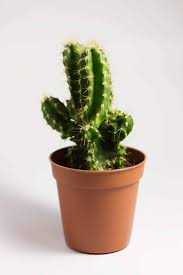 ¿quieres saber cuánto tiempo tarda en crecer una planta de marihuana? Como Sembrar Cactus Manual Paso A Paso 12 Pasos Imagenes