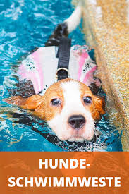 hundeschwimmweste beste schwimmwesten fur hunde schwimmweste hunde schwimmen