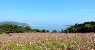 Beautiful Vistas At Nokonoshima Island Park In Fukuoka Japan Island Park Cosmos Flowers Island