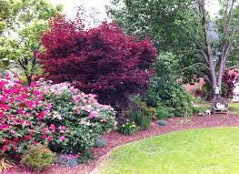 Left Front Island Lots Of Knockout Roses In Bloom And A Red Japanese Maple Landscaping With Roses Island Bed Landscaping Knockout Roses