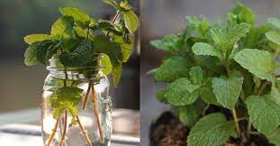 Aloe plant care the aloe plant needs to be watered thoroughly, letting the water drain through the bottom of the plant. How To Grow Mint Plants Indoors