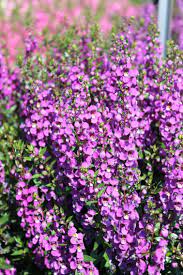 Pin On Gardening