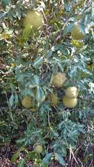 Image result for Landolphia eminiana
