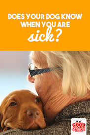 How Does My Dog Know When I M Sick How Dogs Sense Sick Dog Dogs Dog Best Friend