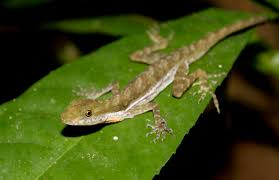 Image result for Poecilostachys oplismenoides