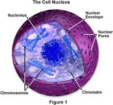 Has a nuclear membrane ;nuclear pores. Molecular Expressions Cell Biology Plant Cell Structure Nucleus