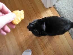 May 29, 2013 · habitat. Cat Loves Mcdonalds Chicken Nuggets Youtube
