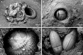Image result for Cathormion altissimum