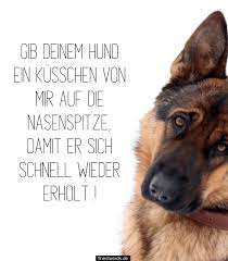 22 Gute Besserung Spruche Fur Hunde Finestwords De Gute Besserung Spruche Gute Besserung Besserung