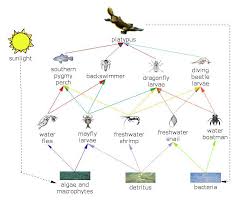 Duckbill Platypus Food Chain Foodweb Of Healesville Sanctuary Melb Including Platypuses
