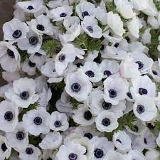 Anemone Black White In 2020 Anemone Flower White Plants Flower Farm