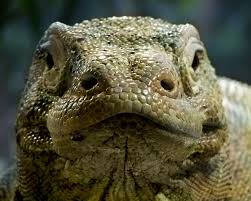 Komodo Dragon Komodovaraan Amfibieen Dieren