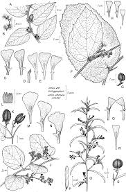 Image result for Helicteres