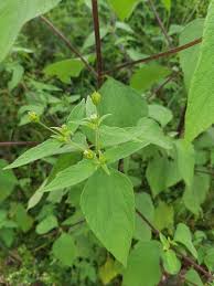 Image result for Blainvillea gayana