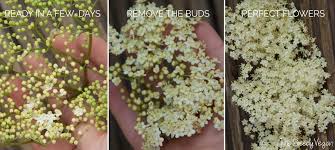 What do you do with old mulch that had been left on top of annual flower beds or vegetable beds during the winter? Spotting And Picking Elderflowers The Greedy Vegan