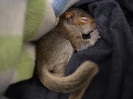 Ask A Rehabber April Showers Bring May Flowers And Lots Of Baby Wildlife The Chestnut Hill Local