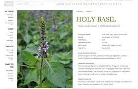 A Close Study Of Holy Basil Herbalism Healing Herbs Herbal Tinctures