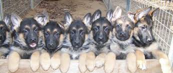 33,950 likes · 1,650 talking about this. Black German Shepherd Puppies For Sale In Sc Petsidi