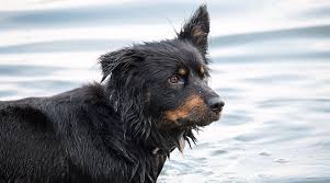 She has a beautiful white stripe down her face and her black coat is to die for. Bernese Mountain Dog German Shepherd Mix Breed Info Facts More