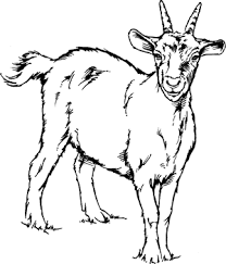 Goats coloring pages animal coloring pages for kids this is a fun collection of goats coloring pages. Black And White Goat Drawing Goat Art Animal Sketches Animal Drawings