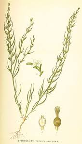 Image result for Thesium bangweolense