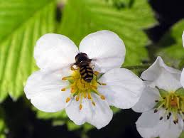 It took 10 days to see our this was my daughter's first video for our blog on how to choose the matured fresh strawberry seeds for germination. How To Grow Hydroponic Strawberries Pdf Video Upstart University