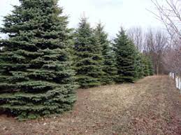 Maybe you would like to learn more about one of these? Blue Spruce Needle Cast Disease Msu Extension