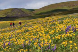 Maybe you would like to learn more about one of these? Dallas Daze At Columbia Hills State Park
