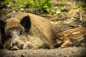 Das ist der zeitraum, der in gängiger literatur zu finden ist. Wildschweine Wildbiologie Deerhunter Blog