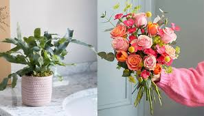 How much is the top savings i can get when. 9 Best Mother S Day Flower Deals Houseplant Delivery 2021