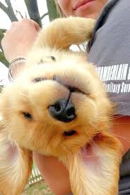 H Ttp Local Sunnyvolcano Com Goldenretriever Cute Animals Animals Puppies