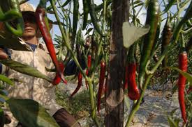 Masukkan cabai rawit utuh dan daun bawang, aduk rata. Virus Kuning Mengintai Produksi Cabai Ekonomi Bisnis Com