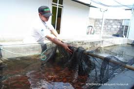 Berikutnya, posisi jaksa, dokter, statistisi, pranata komputer, pranata barang bukti, pengawas farmasi dan makanan, penyuluh perikanan, dan perencana. Hore Penyuluh Perikanan Terima Kenaikan Tunjangan