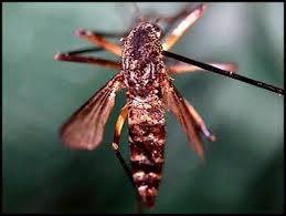 Image result for Microcoelia physophora