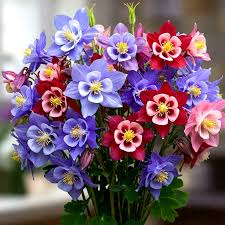 Image result for Aquilegia vulgaris Tower Mix