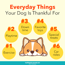 Becker discusses digestive enzymes for healthy pets. Promoting Animal Wellness Pamshultzdvm Twitter