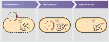 Check spelling or type a new query. Competent Cell Essentials 10 Molecular Cloning Strategies Thermo Fisher Scientific De