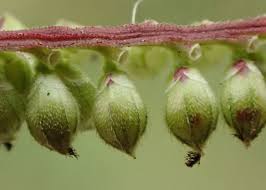 Image result for Chenolea