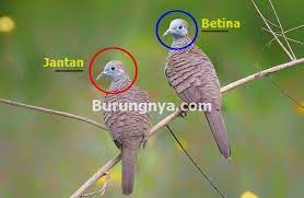25 Cara Membedakan Perkutut Jantan Dan Betina Dari Fisik Dan Cara Kawin Burungnya Com