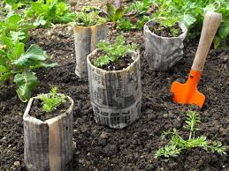 1 ﻿﻿ the spruce / kara riley planting and caring for herbs Create Newspaper Pots For Seed Starting Hgtv