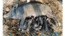 14 children pigs of one pig mother, Jayaram pig farming// contact ...