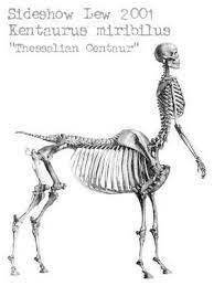 Pin Ot Polzovatelya Sarai Llamas Na Doske Anatomy Kentavr Anatomicheskij Risunok Risunok