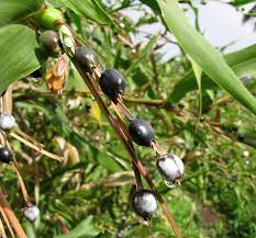 Image result for Coix lacryma-jobi