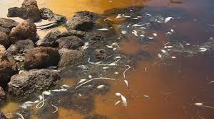 A patchy bloom suspected to be the reason for fish kills on the pinellas coast and around port manatee showed up two months after 215 million gallons of wastewater. Red Tide Toxic Algae Bloom In Florida Worst In Years Killing Turtles Manatees Fish And Eels Cbs News