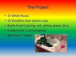 Html paragraph with black fonts and yellow background color. Flowers And Food Coloring Ppt Download
