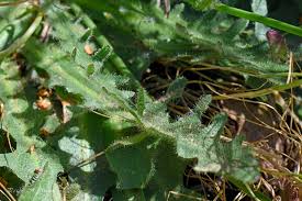 Image result for Hypochaeris