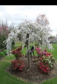 49 Inspiring French Country Garden Decor Ideas Dwarf Trees For Landscaping Landscaping Trees Cherry Trees Garden